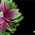 Дебетовая карта Т-Банк Black Аромакарта «Мята»